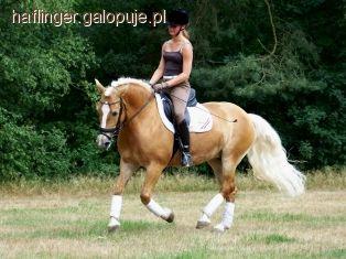 Haflinger