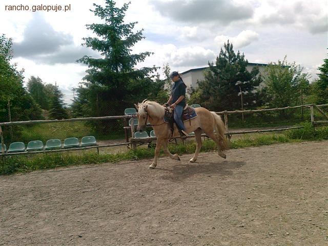 Rancho Rumak - sprzedaż koników w atrakcyjnych cenach