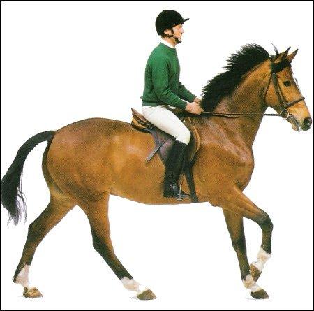Pierwszy galop - krótko i zwięźle