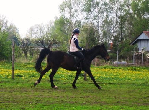 Pierwsze próby zagalopowania...