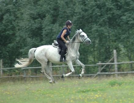 Galop  - co i jak ?
