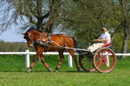 Pokazy Mazurek Horse Team i Partynice 2010