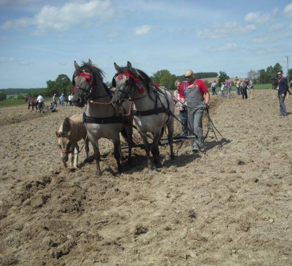 VII Międzynarodowy Turniej Orki Konnej i II Amatorskie Zawody w Powożeniu -  Złoty Potok 2010