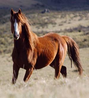 Brumby -  buntownik  wyjęty spod prawa