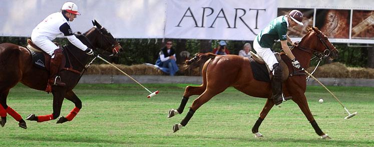 Konie polo, kuce argentyńskie, gra w polo
