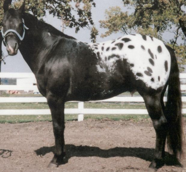 Appaloosa - bojowy koń Indian