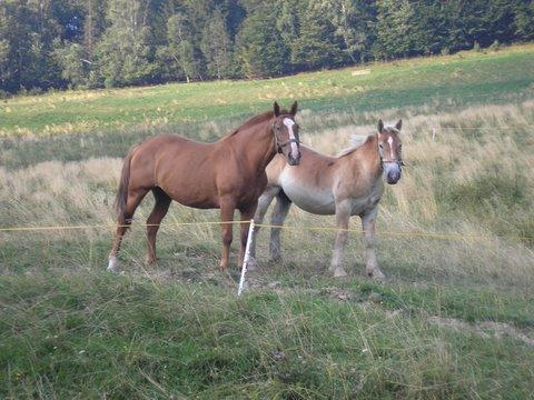 4 kwartały w żywieniu koni - wstęp