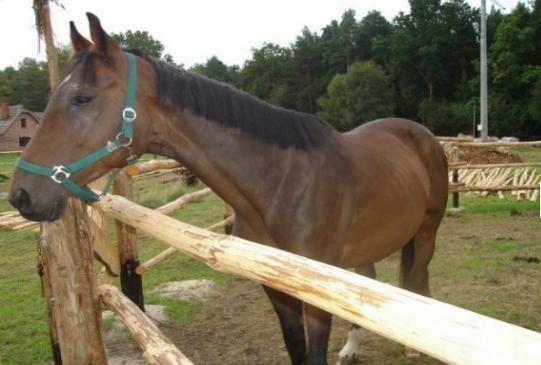 Koncert na rzecz potrzebujących koni