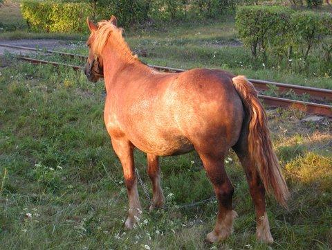 Choroba poświąteczna groźna dla każdego konia 
