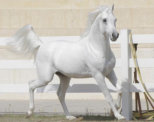 Arqana Arabian Sale 2009 za nami