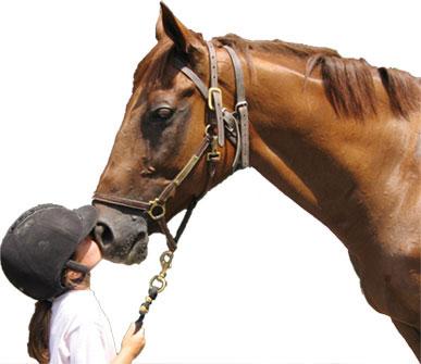 HAE Horse Assisted Education - Koń współtrener 