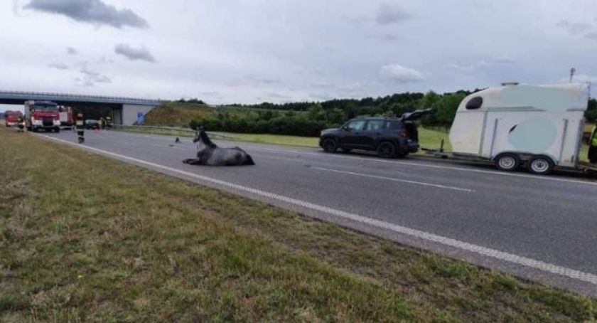 Wypadek na A2: koń wybiegł na autostradę i połamał nogi 