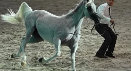 Pride of Poland 2024: mniej spektakularne wyniki, al&hellip;