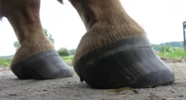 Przypadki Herpeswirusa Koni (EHV) na Śląsku – zaostr&hellip;
