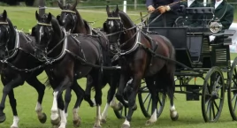 Patryk Fularczyk zwycięzcą CAVALIADA Driving Tour 2025