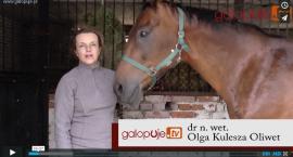 Budowa głowy konia