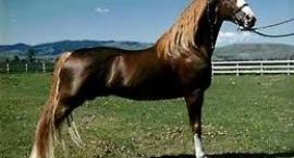 Tennessee walking horse