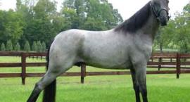 Tennessee Walking Horse