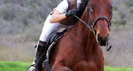 Equine Masters - zawody online 