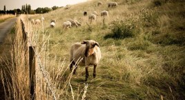 Pastuch elektryczny – co warto wiedzieć?