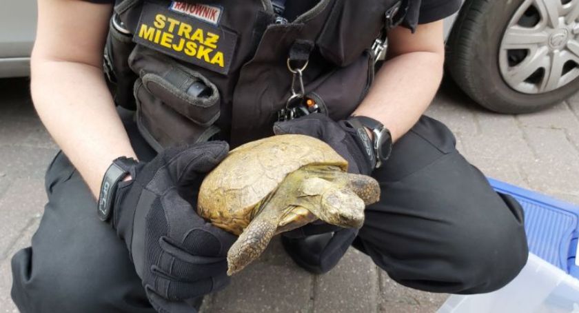 Uciekł z ogródków działkowych