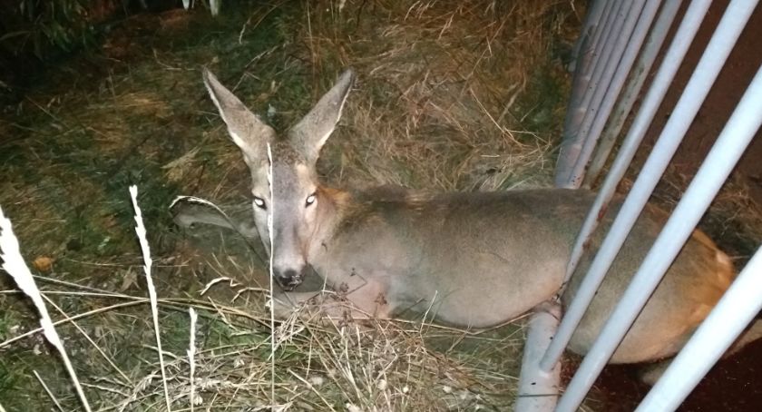 Strażnicy pomagali uwięzionej sarnie