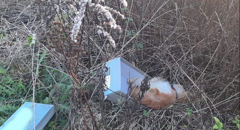 Ktoś porzucił martwego kotka na Zabobrzu