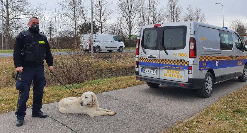 Jelenia Góra : Biegające luzem psy stwarzały zagrożenie. Interweniowała Straż Miejska.
