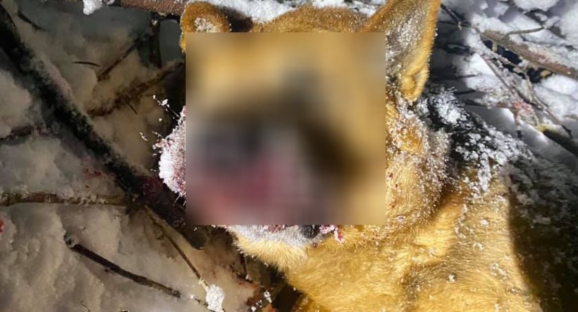 Brutalna zbrodnia w Siedlęcinie. Ktoś zrzucił psa z wiaduktu.