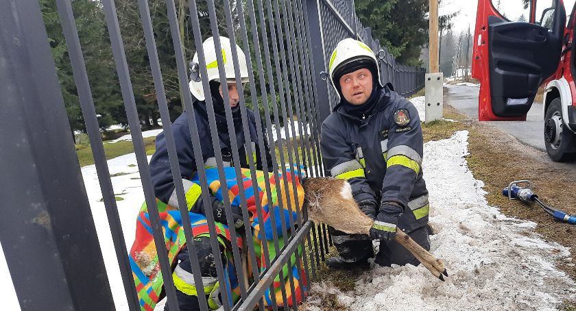 Strażacy z OSP Piechowice uratowali sarnę