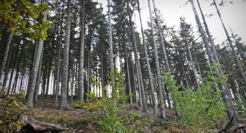 Wzgórze Ptak nad Piastowem