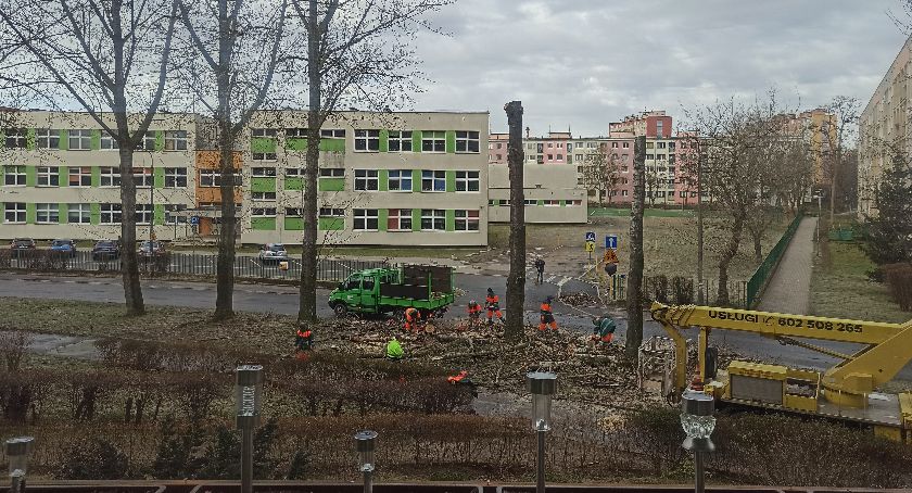 Czytelnik – dlaczego jeleniogórskie MPGK wycina drzewa przy SP4?