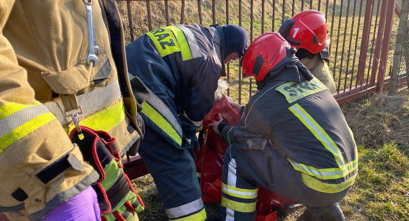 Jeleniogórscy strażacy pomogli uwięzionej sarnie