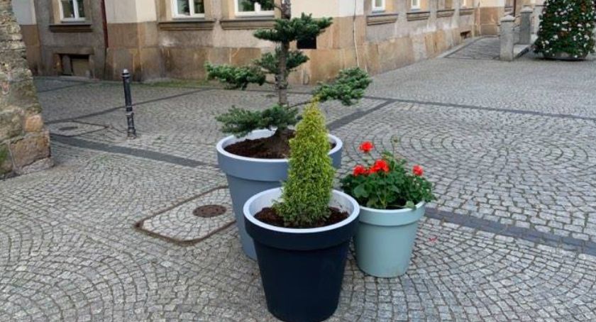 Jelenią Górę zdobią bonsaje, iglaki i pelargonie