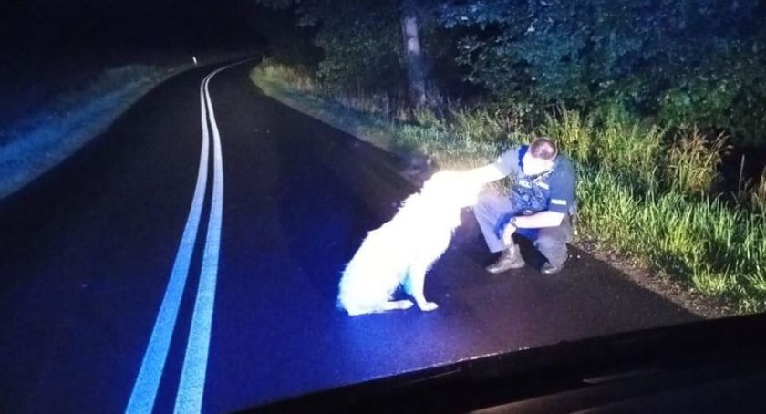 Jeleniogórscy policjanci z sercem do czworonoga