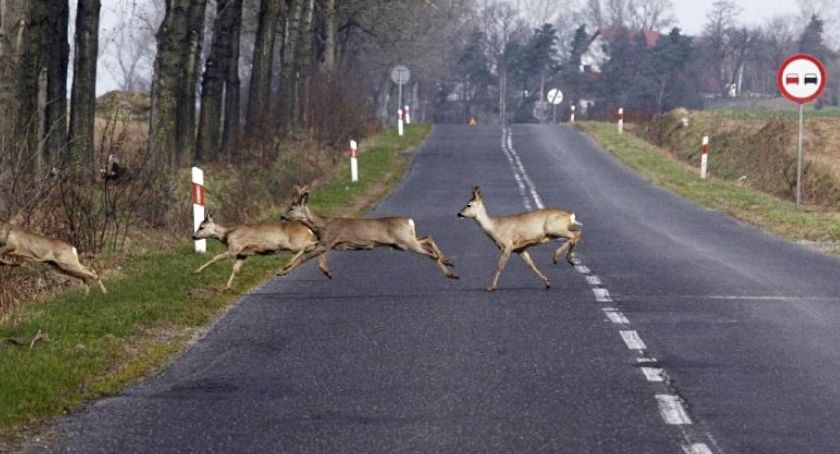 Policja apeluje do kierowców - uważajcie na dzikie zwierzęta!