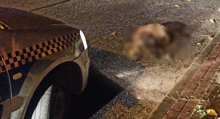 Jelenia Góra : Dzikie zwierzęta na drodze