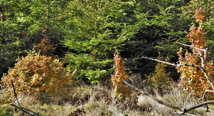 Towarzystwo Karkonoskie pozytywnie o koncepcji powiększenia KPN