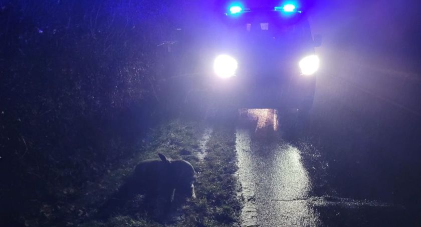 Sarna potrącona na ulicy Sudeckiej trafiła do lecznicy.