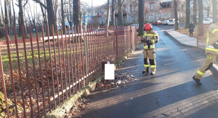 Sarna zakleszczona w ogrodzeniu