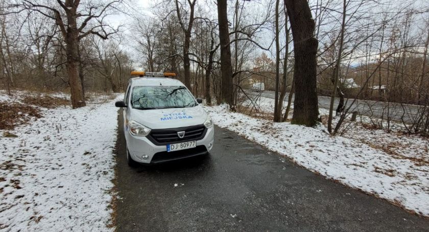 Kolejna sarna potrącona na ulicy Sudeckiej