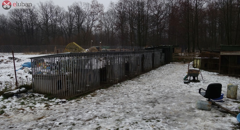Akcja DIOZ w Olszynie. Z pseudo schroniska odebrano kilkadziesiąt psów