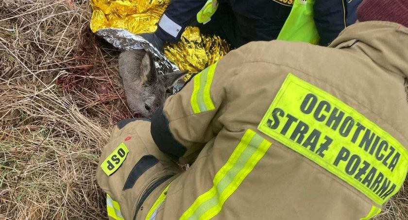 Druhowie OSP Sobieszów nie byli obojętni względem zwierzęcia
