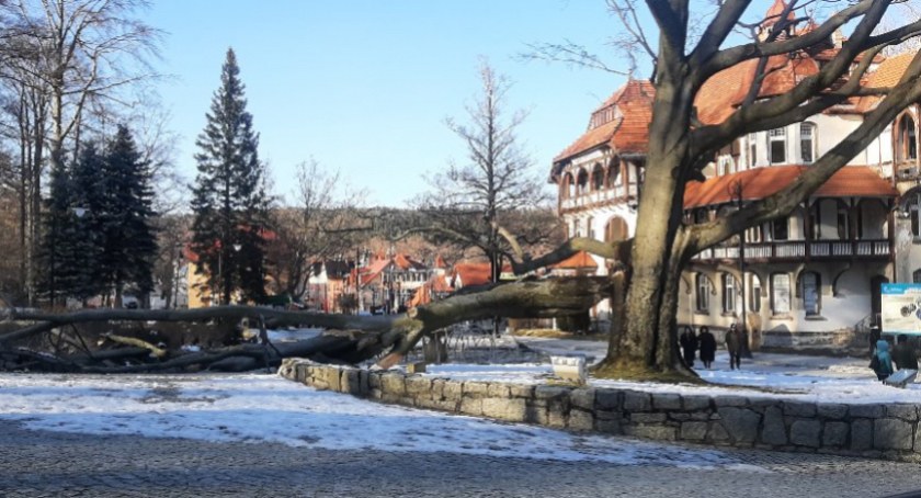 Olbrzymi konar spadł na deptak w Świeradowie - Zdroju 