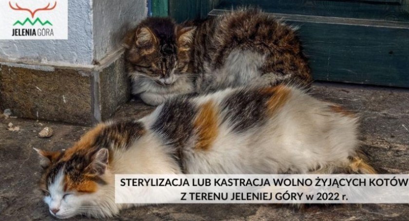 Sterylizacja i kastracja wolno żyjących kotów na terenie Jeleniej Góry 