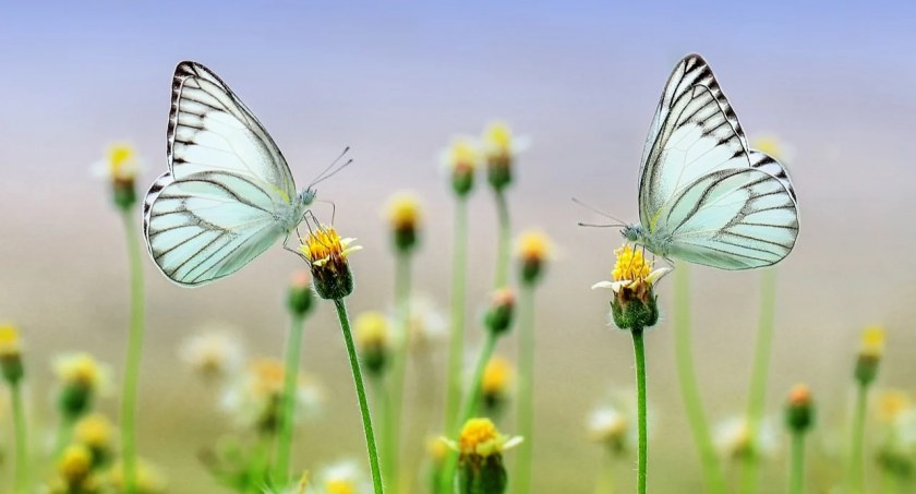 Mamy wiosnę! Natura budzi się do życia