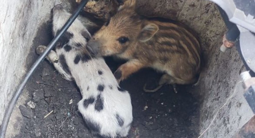 Małe dziki w studzienkach komunikacyjnych