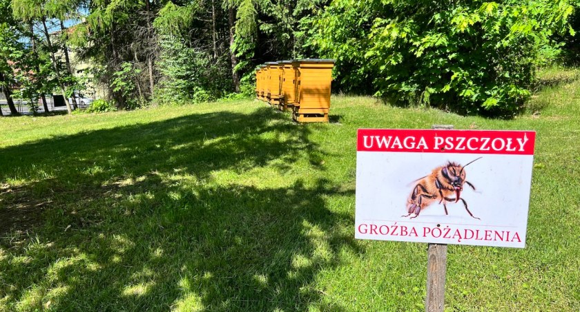 Jelenia Góra - Miodna Góra