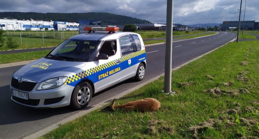 Dwa małe dziki i sarna potrącone na Spółdzielczej