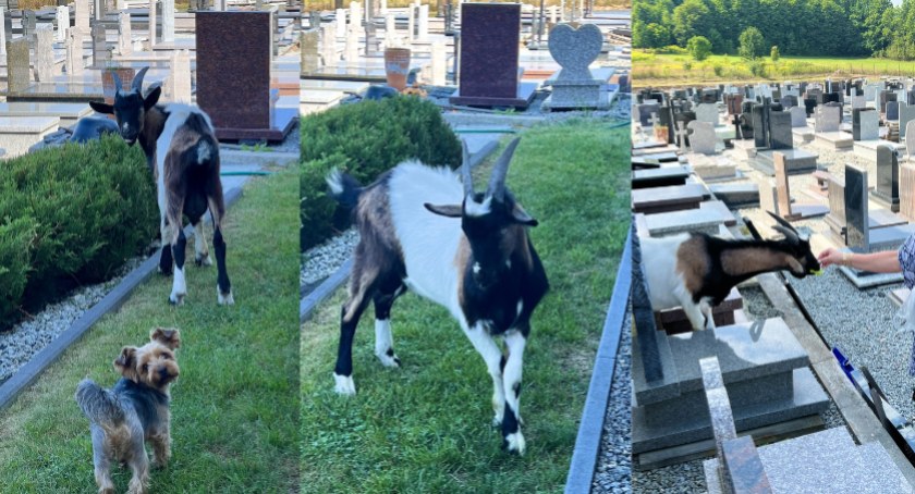 Jelenia Góra : Historia koziołka wędrowca